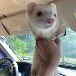 Meet your Posher, Sam